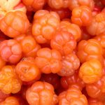Mooruskoer: haruldane A-vitamiin ja naha puhastamine