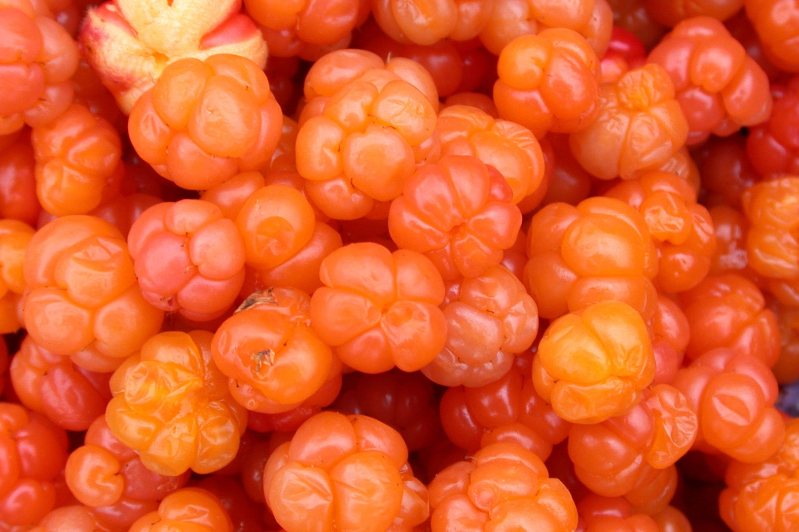 Mooruskoer: haruldane A-vitamiin ja naha puhastamine